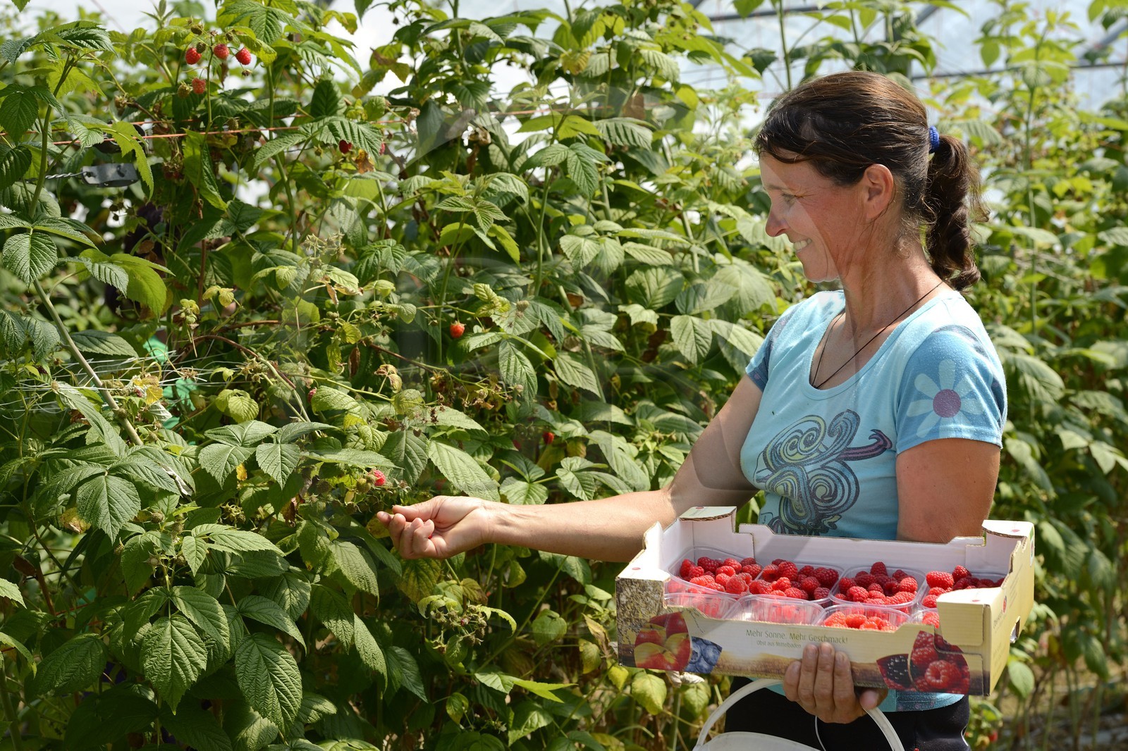 Allemagne, Bade-Wurtemberg, Durbach, cueillette de framboises sous serre