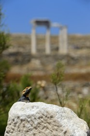 Grèce, île de Delos, classée Patrimoine Mondial de l'UNESCO, site archéologique de Délos, sanctuaire d'Apollon, la plus grande cité antique de la mer Egée, lézard