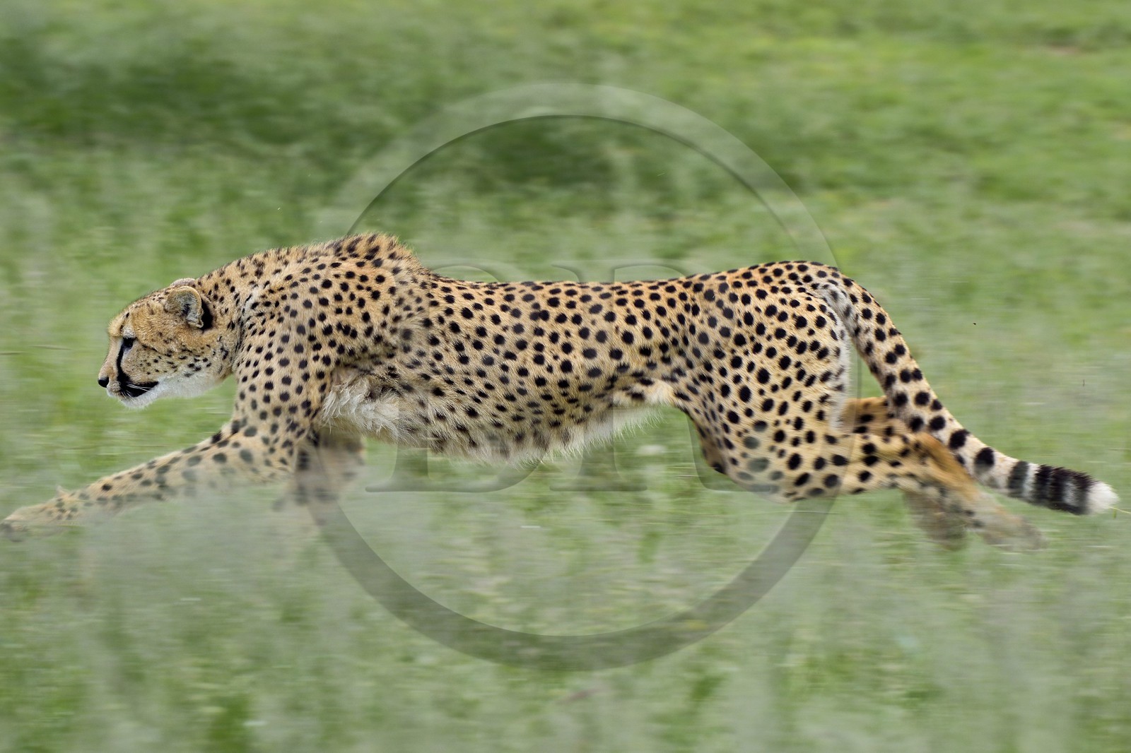 Namibie, Otjiwarongo, Cheetah Conservation Fund, centre de recherche et d'éducation, guépard (Acinonyx jubatus) entrainé à courir pour rester en forme et sain
