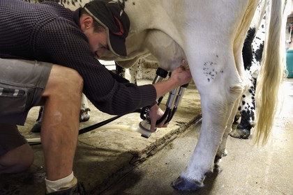 France, Haut-Rhin (68), Kruth, ferme auberge marcaire du Schafert, Florian Sifferlen faisant la traite des vaches vosgiennes