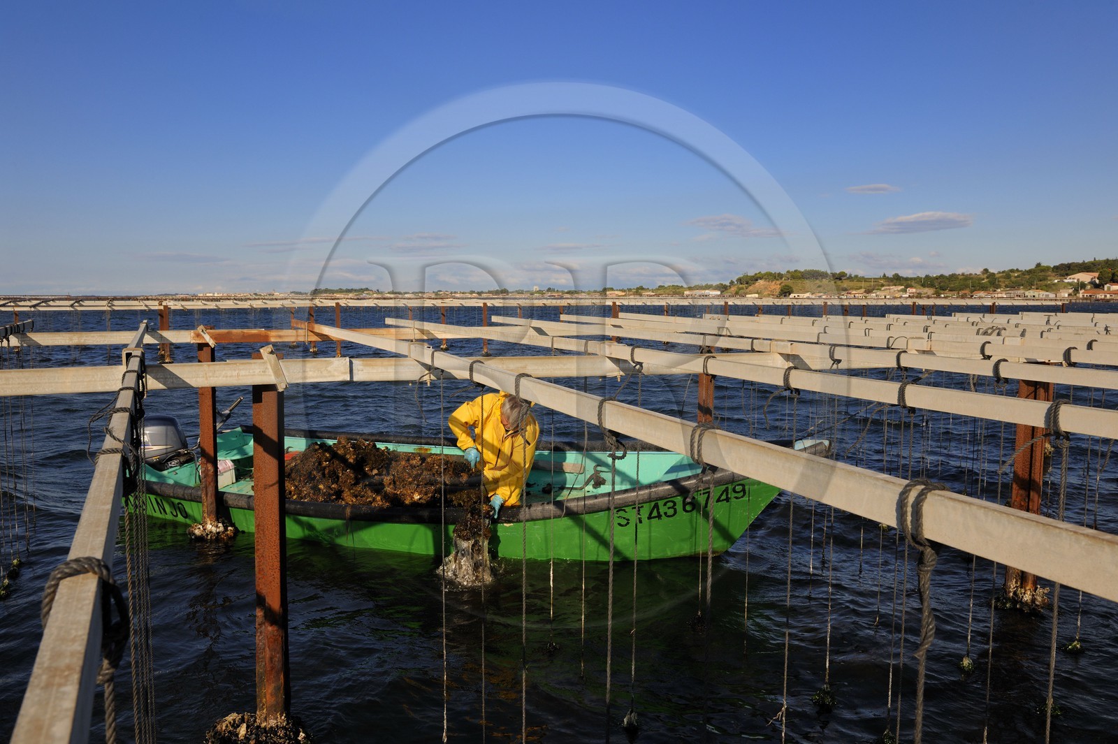 France, Hérault (34), Bouzigues, étang de Thau, l'élevage en suspension sur des cordes dans le parc à huîtres
