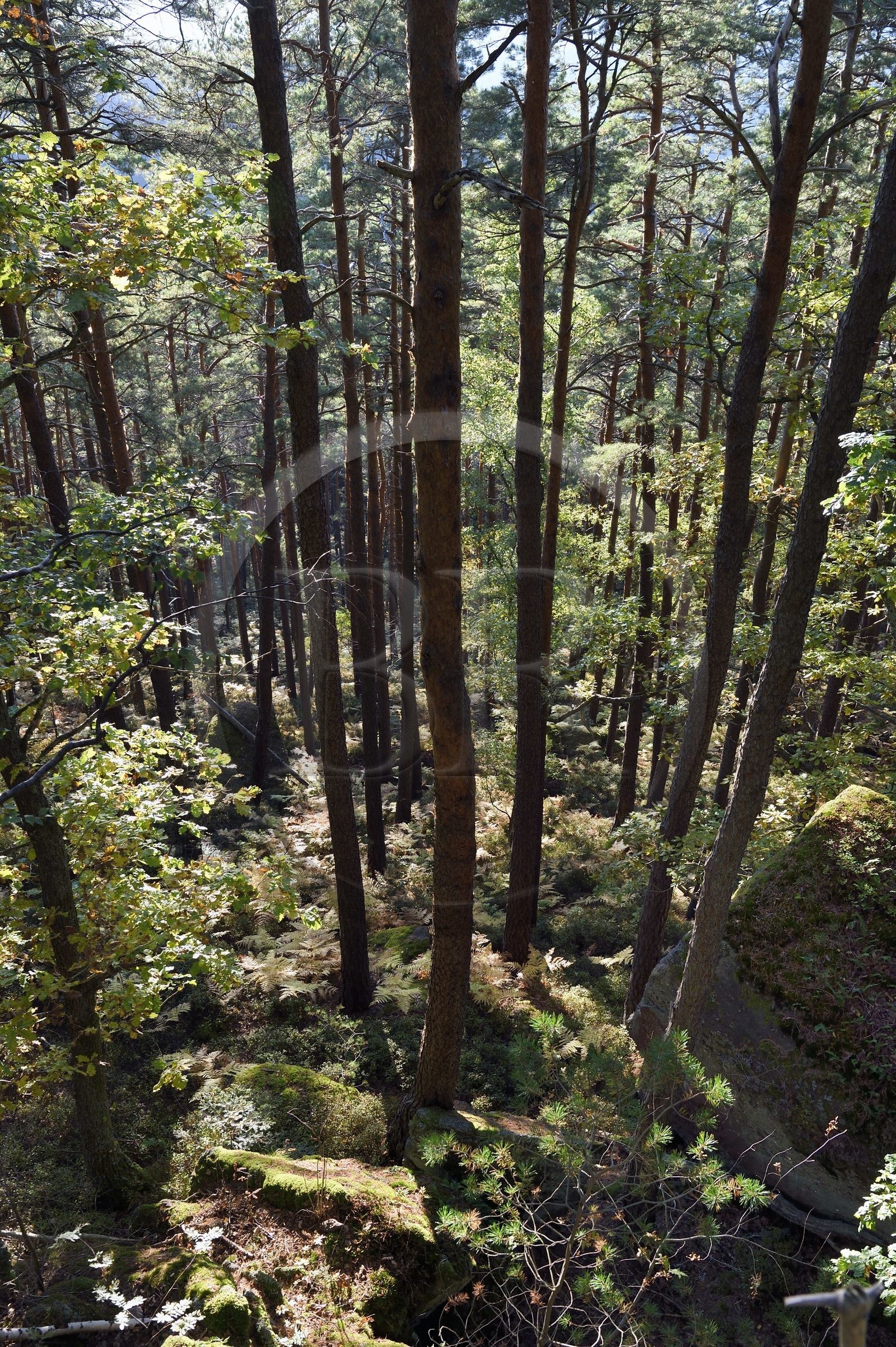 France, Bas-Rhin (67), Mont Saint-Odile, la forêt au pied du Mur Païen, vestige d'un mur d'enceinte probablement de l'époque mérovingienne d'une longueur totale de onze kilomètres