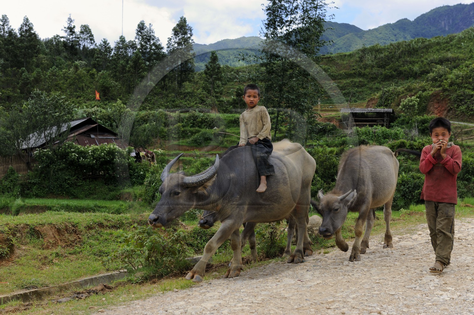Vietnam, Lao Cai province, Sapa district, Ta Phin valley,  children from the Black Hmong minority group bringing back their buffaloes