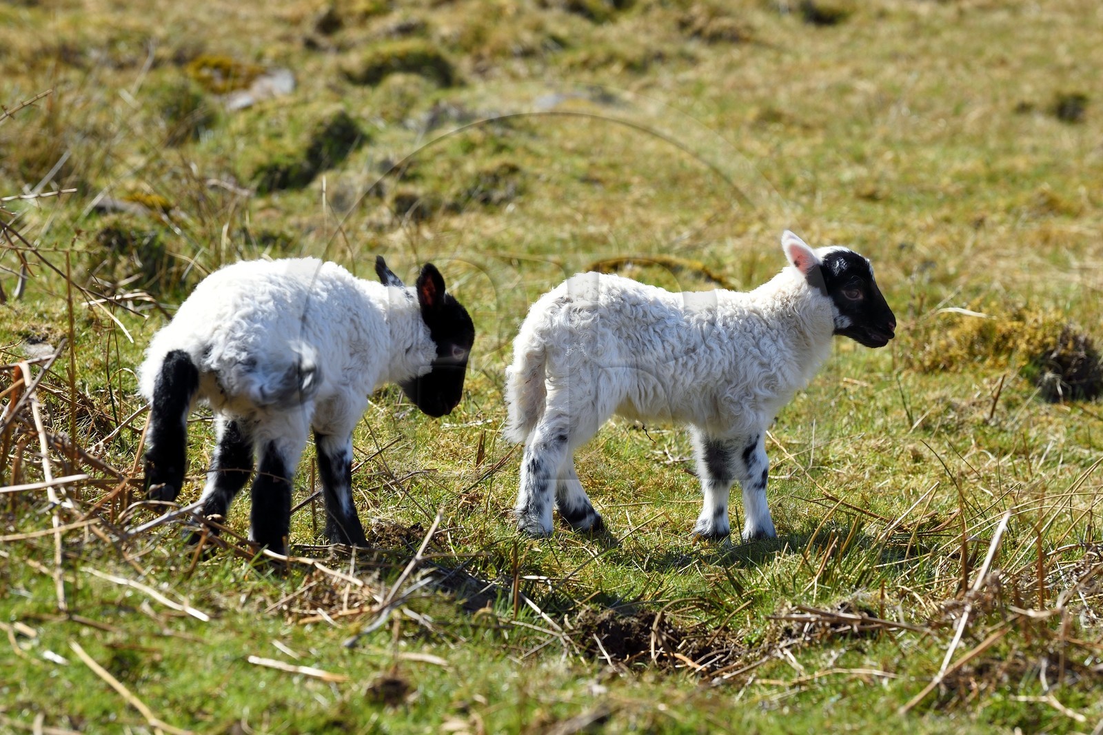 Royaume-Uni, Ecosse, Highland, Hébrides intérieures, Ile de Mull, agneau et mouton Scottish Blackface