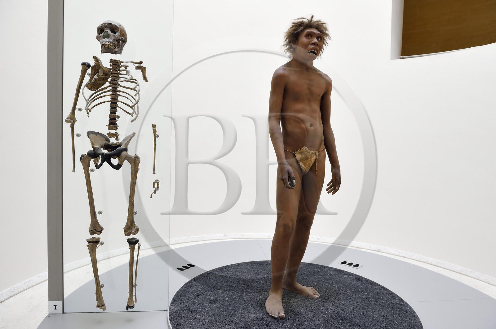 France, Dordogne (24), Périgord Noir, vallée de la Vézère, Les Eyzies-de-Tayac-Sireuil, site classé Patrimoine Mondial de l'UNESCO, Musée National de la Préhistoire, reconstitution et squelette de l’adolescent du Lac Turkana (Nariokotome Boy), ce fossile daté d'environ 1,8 millions d'années est rapporté soit à l’espèce Homo ergaster soit à l’espèce Homo erectus