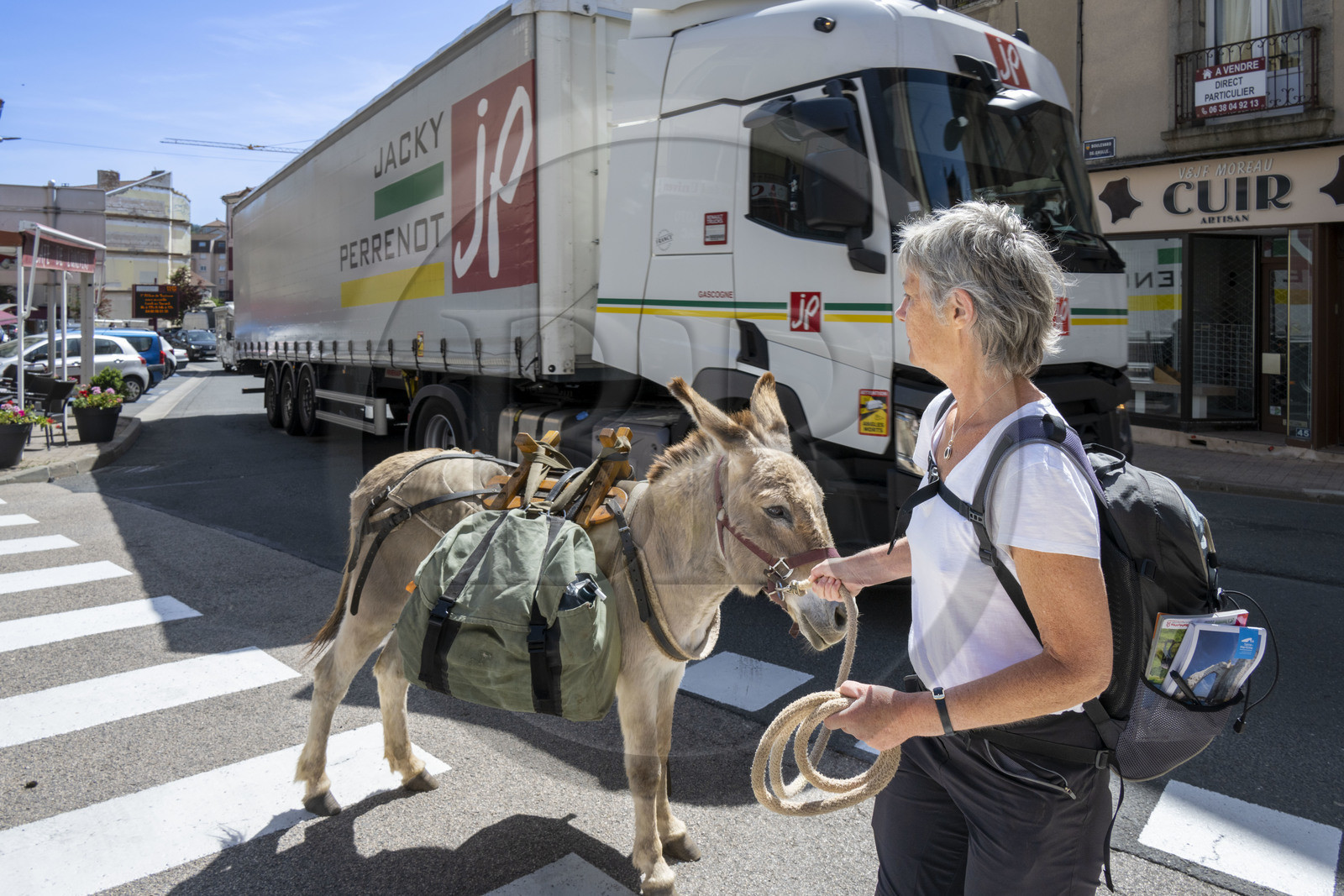 France, Lozere, Langogne, hiking with a donkey on the Stevenson trail (GR 70), the Anatole donkey also has to face the traffic while crossing the national road