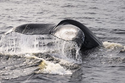 Canada, province de Québec, région de Manicouagan, Tadoussac, queue d'une baleine à bosse dans le golf du Saint-Laurent