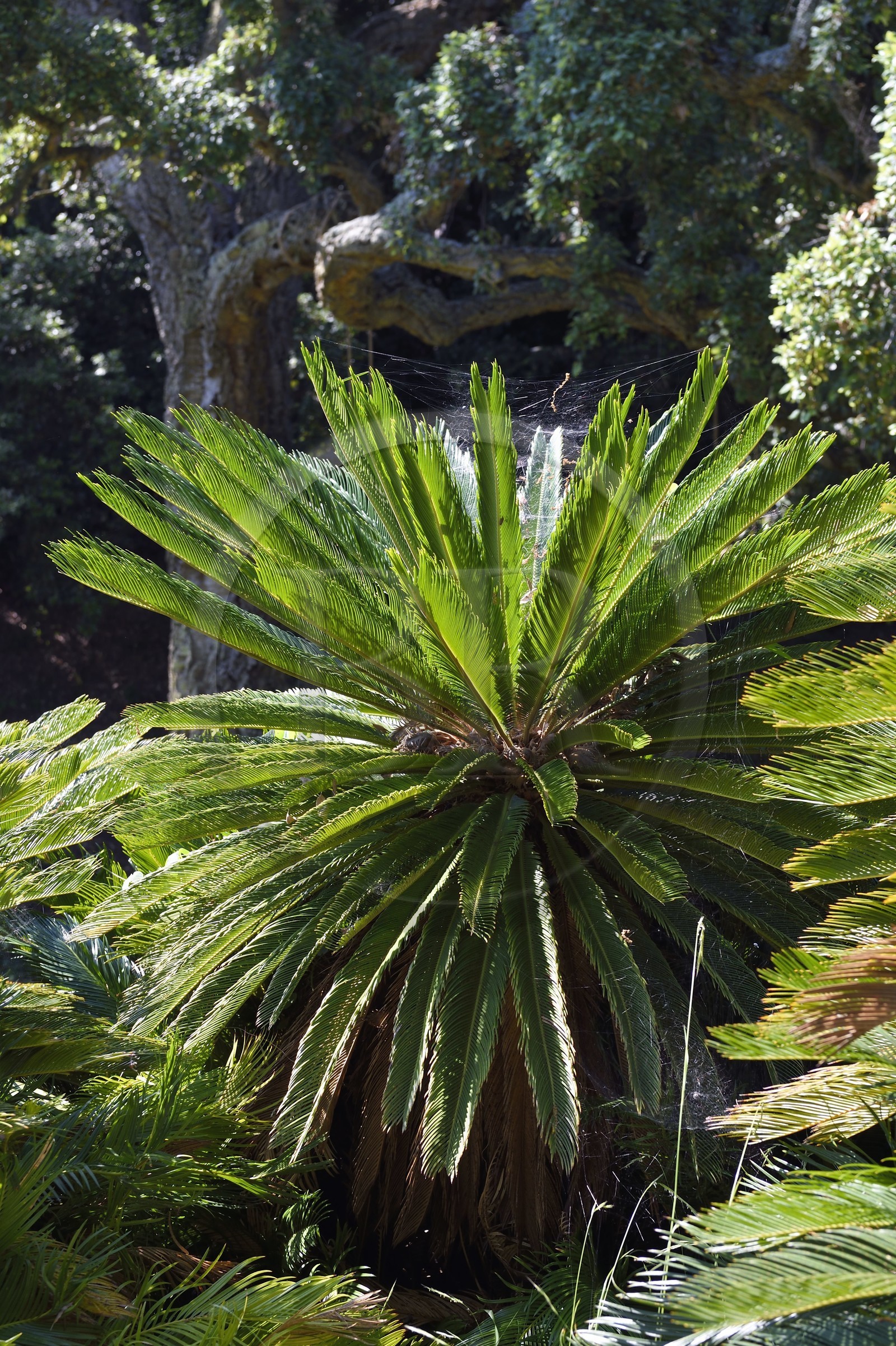 France, Var (83), Rayol-Canadel-sur-Mer, Domaine du Rayol, propriété du conservatoire du littoral mention obligatoire, le jardin des Méditerranées conçu par le paysagiste Gilles Clément, Cycas