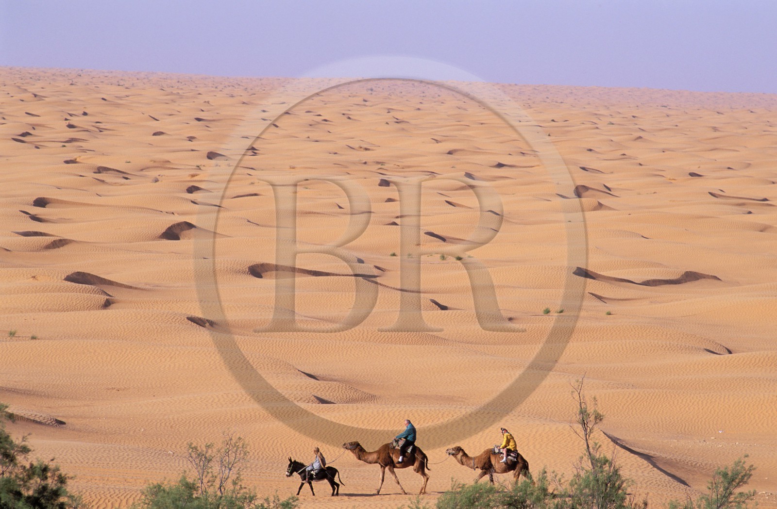 Tunisie, sud tunisien, oasis de Ksar Ghilane, méharée dans les dunes de sable ocre du Grand Erg oriental