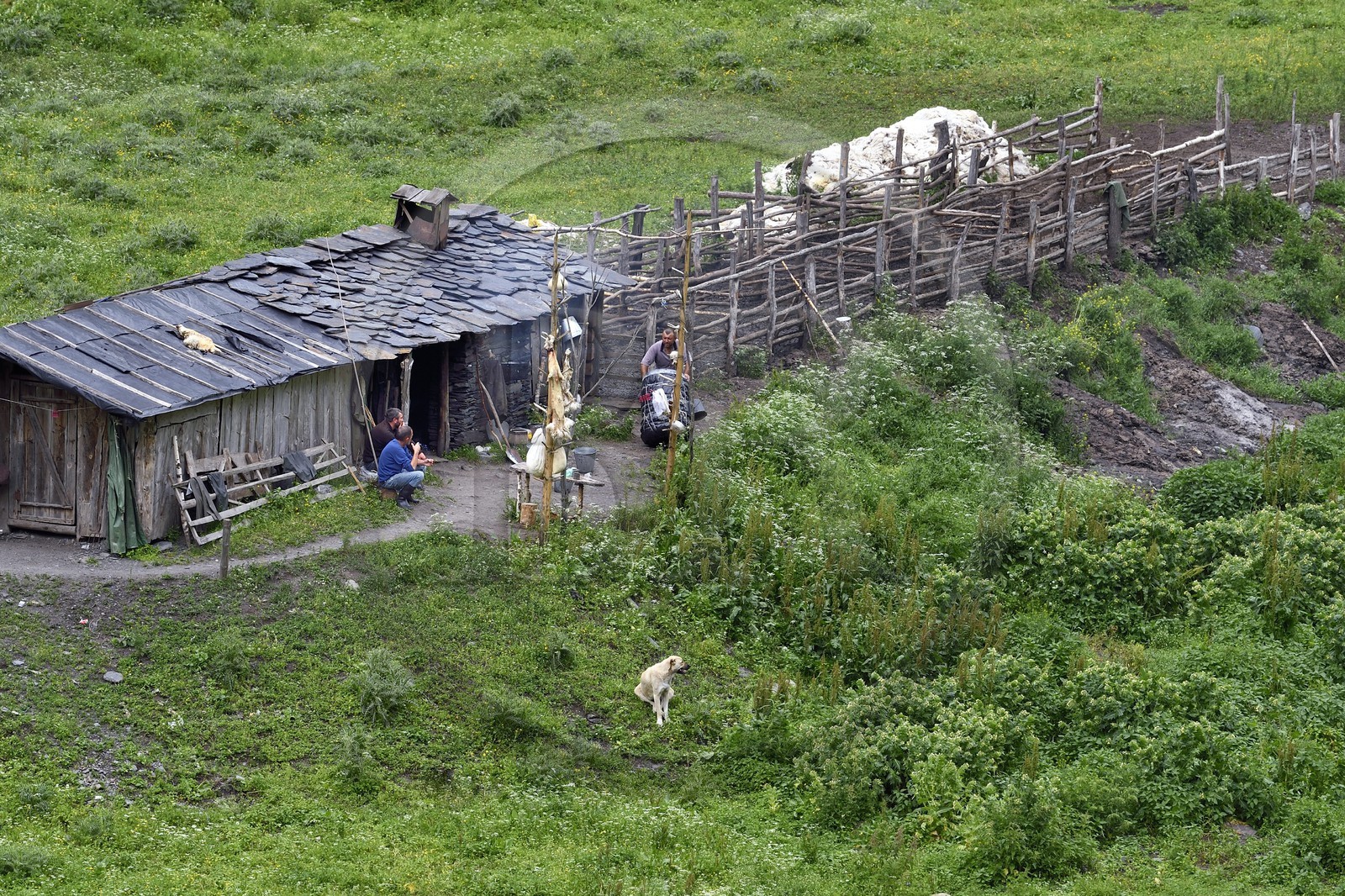 Géorgie, Kakheti, Parc national de Touchétie, vallée de la rivière Alazani dans les montagnes de Pirikiti, campement de bergers