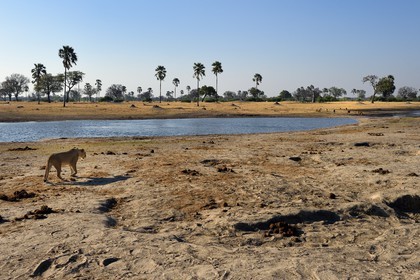 Zimbabwe, province de Matabeleland septentrional, parc national Hwange, groupe de lions (Panthera leo) autour d'un point d'eau