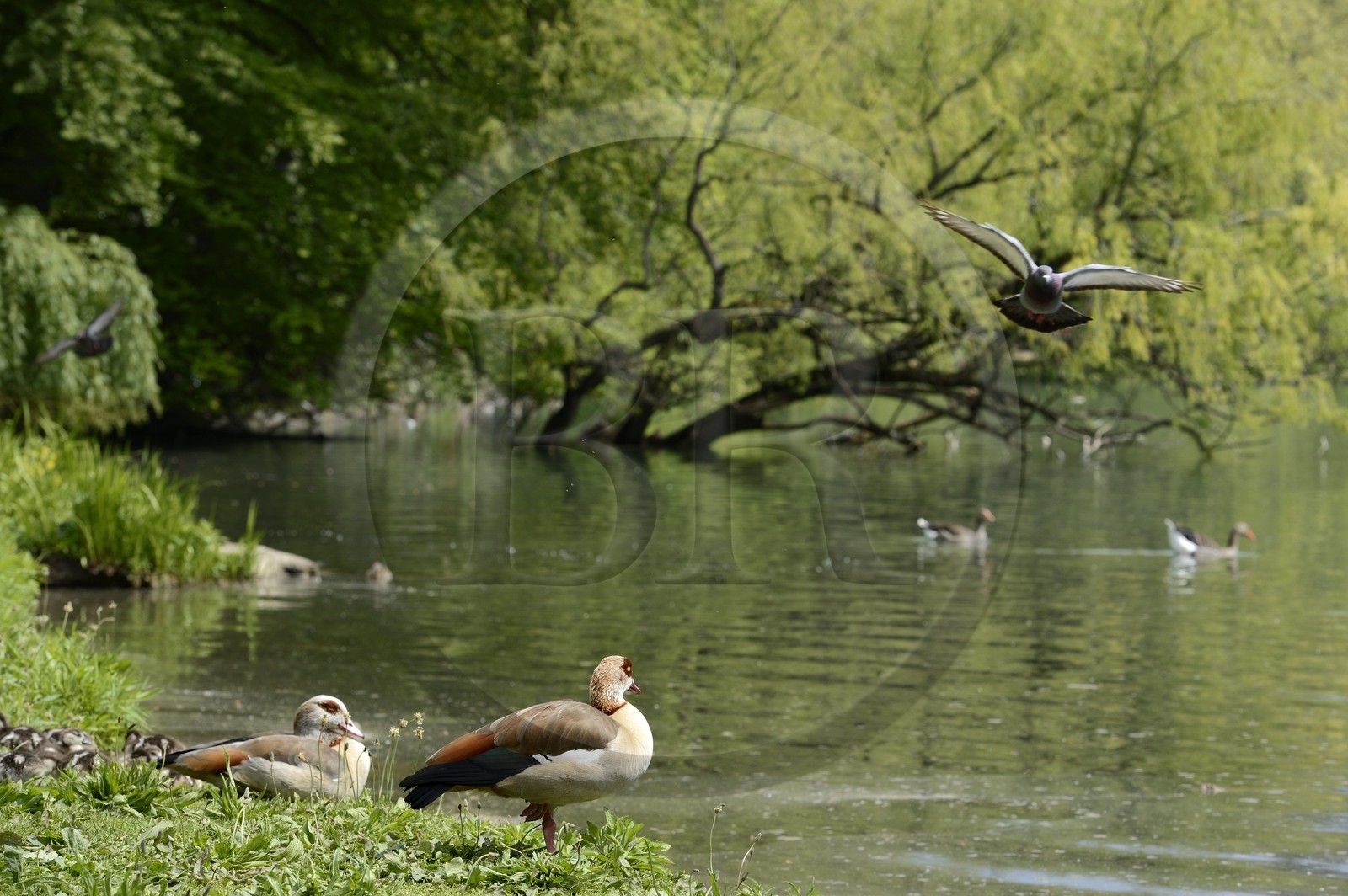France, Rhône (69), Lyon,  le parc de la Tête d' Or, le Lac