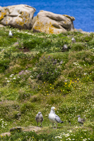 France, Finistère (29), Pays des Abers, Ile Vierge dans l'archipel de Lilia, de très nombreux goélands peuple l'île en période de nidification
