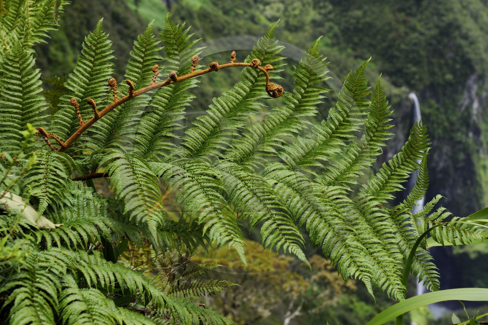 France, île de la Réunion, forêt de Bélouve