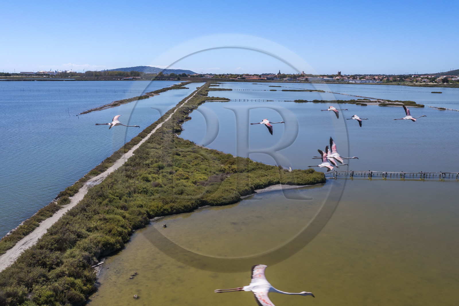 France, Hérault (34), Frontignan, vol de flamants roses (Phoenicopterus roseus) dans l'étang d'Ingril dans les anciens salins (vue aérienne)