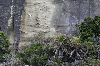 France, Ile de Mayotte, Petite-Terre, Phaéton à bec jaune (Phaethon lepturus) aussi appelé petit paille-en-queue
