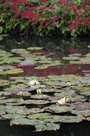France, Eure, Giverny, Claude Monet garden, le Jardin d'Eau (Water garden)