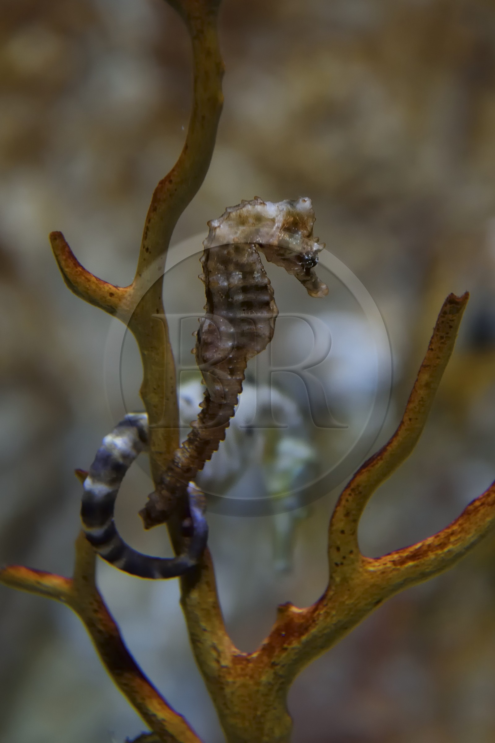 France, Charente-Maritime (17), La Rochelle, Aquarium La Rochelle, Mention obligatoire, zone Atlantique, Hippocampe (Hippocampus hippocampus)
