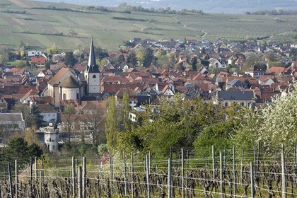 France, Bas-Rhin (67), Route des vins d'Alsace, Rosheim entouré de vignoble