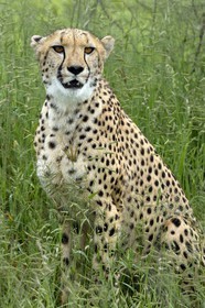 Namibia, Otjiwarongo, Cheetah Conservation Fund, research and education centre, cheetah (Acinonyx jubatus) in tall grass