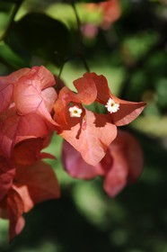 France, Ile de la Reunion, Petite Ile, jardin tropical, fleurs de bougainvillier (Bougainvillea)