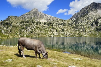 France, Hautes-Pyrénées (65), Saint-Lary-Soulan et Vielle-Aure, randonnée sur une variante du GR10 entre le col de Portet et les lacs de Bastan en bordure de la réserve naturelle de Néouvielle, troupeau de vaches en estive au lac de Bastan supérieur et le pic de Bastan en arrière plan