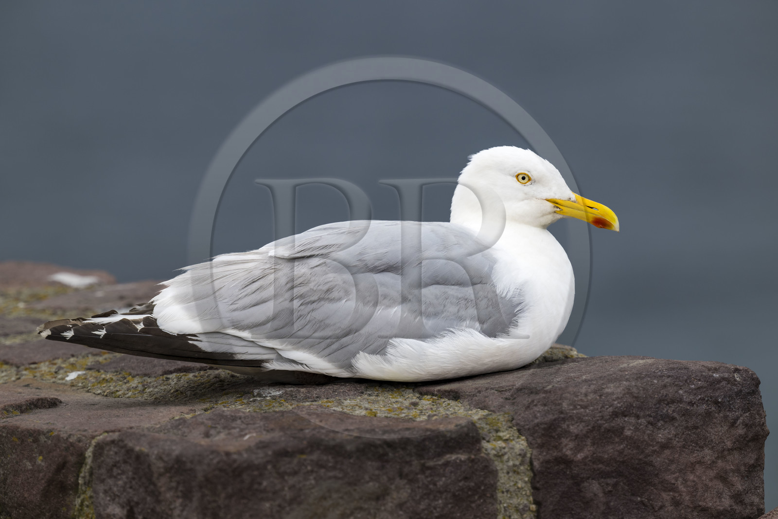 France, Cotes d'Armor, Grand Site de France Cap d'Erquy – Cap Frehel, Plevenon, Cap Fréhel classified Natura 2000, Seagull