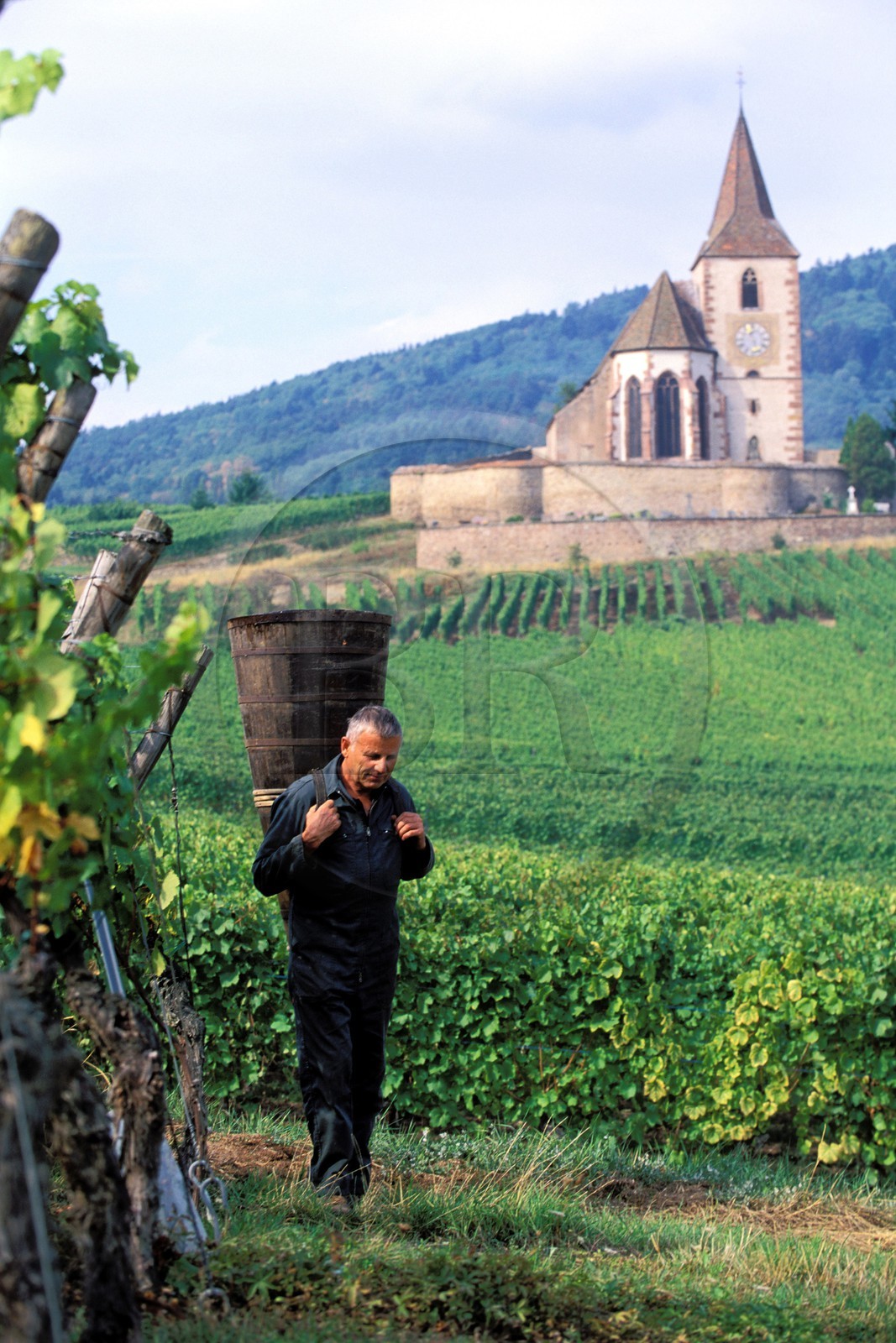 France, Haut-Rhin (68), Route des vins d' Alsace, Hunawihr, labellisé Les Plus Beaux Villages de France, le vendangeur Christophe Kurtz avec une hotte en bois