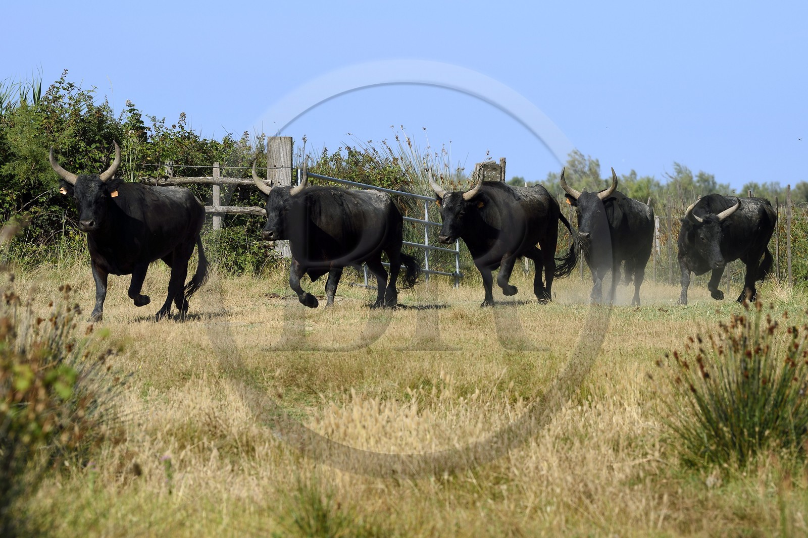 France, Bouches du Rhone, Parc naturel regional de Camargue (Regional Natural Park of Camargue), manade Jacques Mailhan, Camargue bulls called Raco di Biou