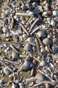 France, Calvados (14), Pays d'Auge, la côte Fleurie, Cabourg, la plage de la station balnéaire