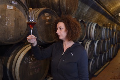 Grèce, Les Cyclades, mer Égée, île de Santorin (Thira ou Théra), plaine de Oia, Domaine Sigalas