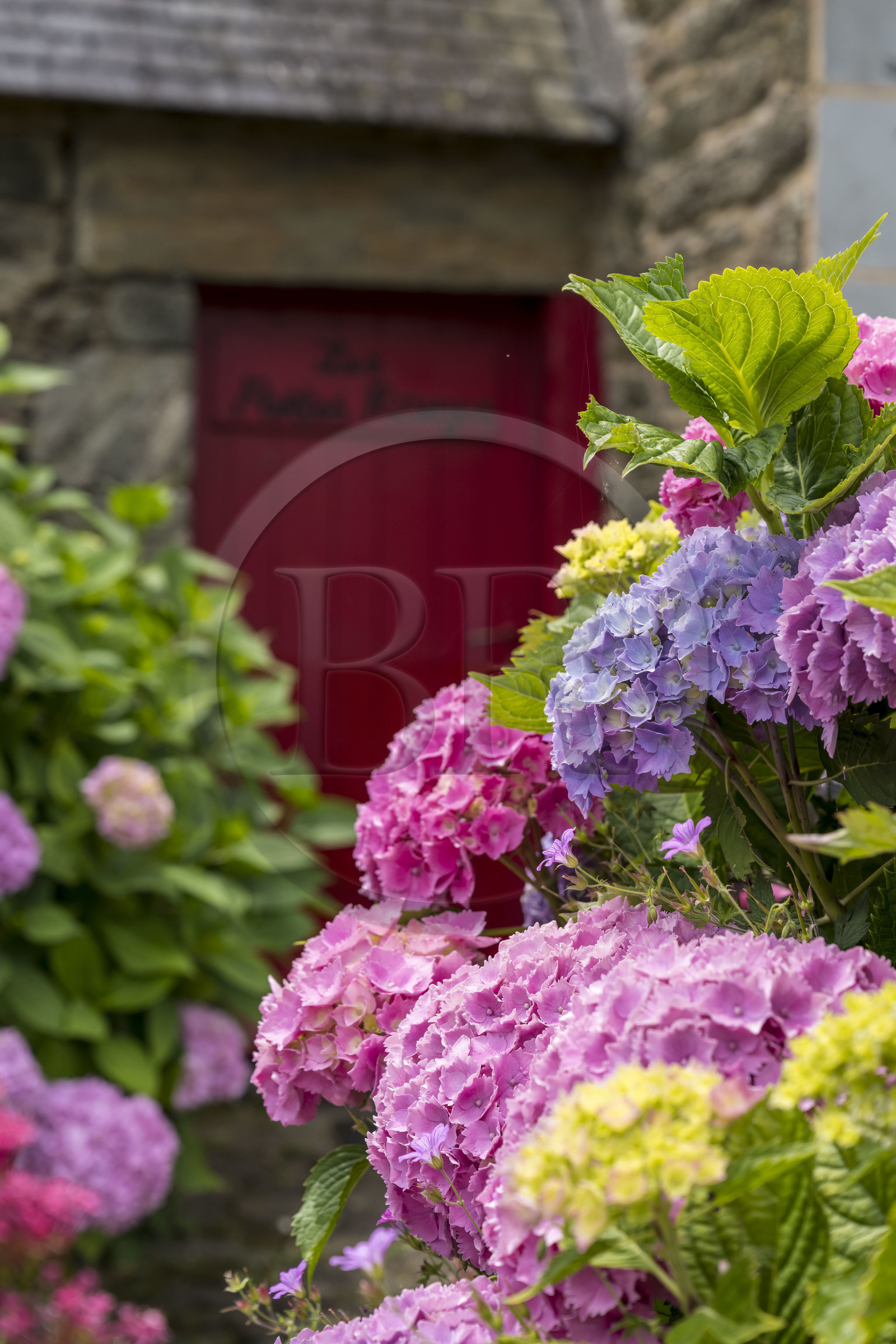 France, Morbihan (56), Ile de Groix, Kerdurand, hortensia dans un jardin