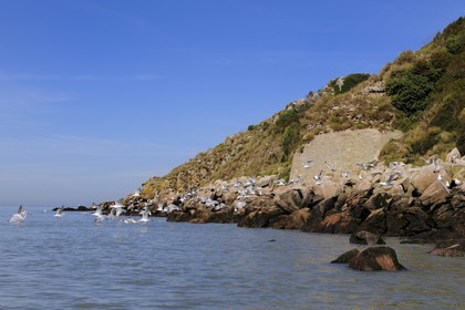 France, Manche (50), Baie du Mont-Saint-Michel, ile de Tombelaine, vol de mouettes