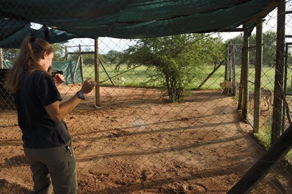Namibia, Otjiwarongo, Cheetah Conservation Fund, research and education centre, cheetahs (Acinonyx jubatus) entering the pen where they will be fed