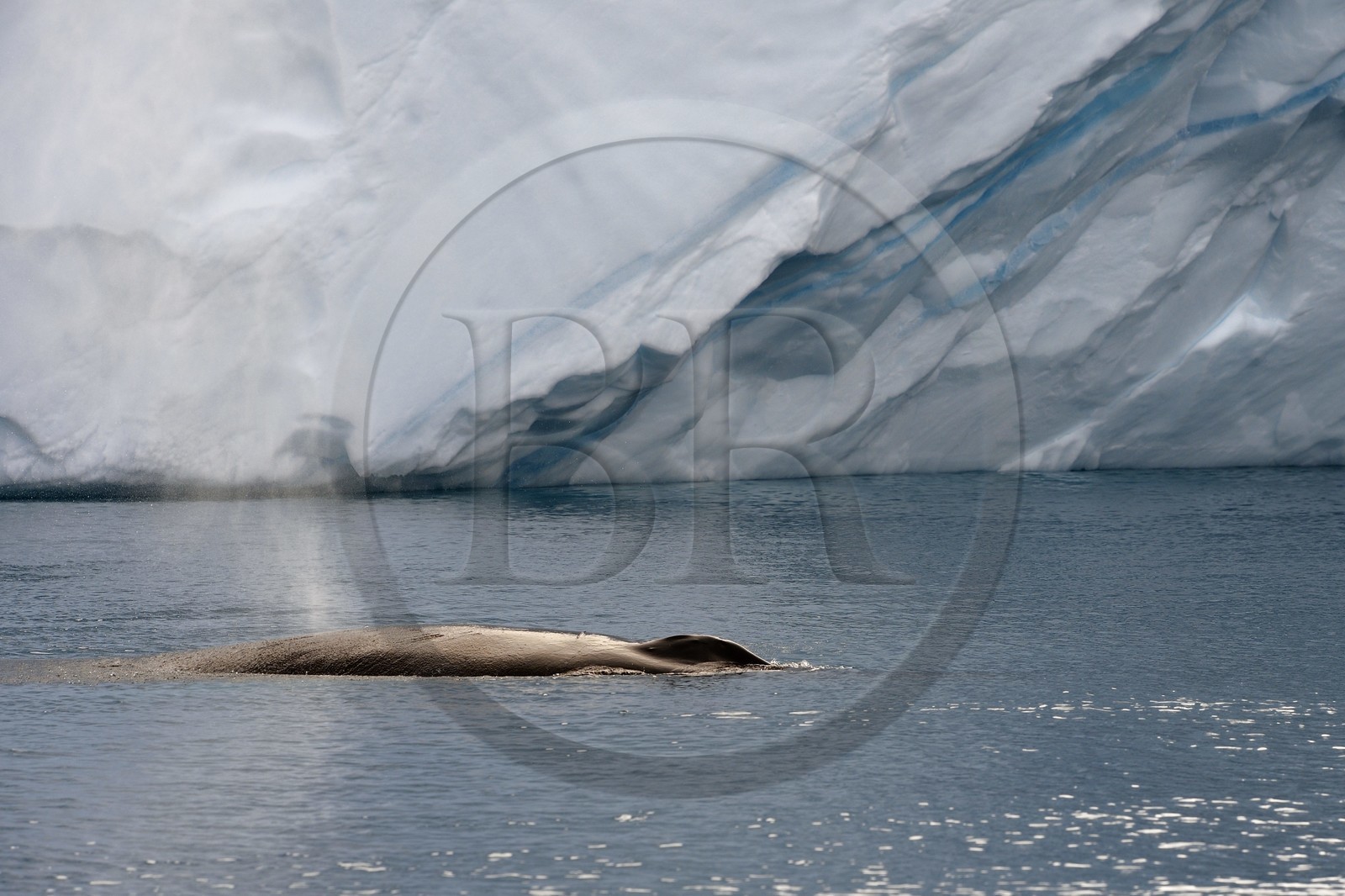 Groenland, cote ouest, baie de Disko, Ilulissat, fjord glacé classé Patrimoine Mondial de l'UNESCO qui est l’embouchure maritime du glacier Sermeq Kujalleq, baleine à bosse ou rorqual à bosse (Megaptera novaeangliae)