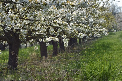France, Bas-Rhin (67), Route des vins d'Alsace, Westhoffen, cerisiers en fleurs