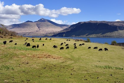 Royaume-Uni, Ecosse, Highland, Hébrides intérieures, Ile d'Ulva proche de la cote ouest de l'Ile de Mull (en arrière plan), troupeau de Hebrideans, moutons noirs d'Ecosse