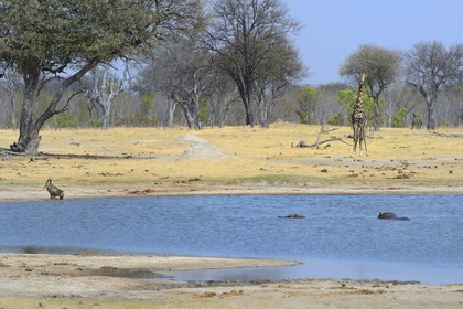 Zimbabwe, Matabeleland North Province, Hwange National Park, a giraffe (Giraffa camelopardalis), a hippopotamus (Hippopotamus amphibius) and a baboon drinking at the pond