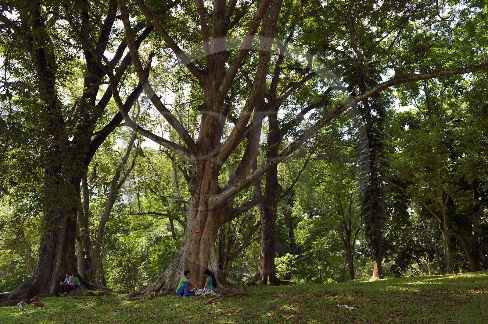 Sri Lanka, province du centre, Kandy, jardin botanique de Peradeniya, couples d'amoureux