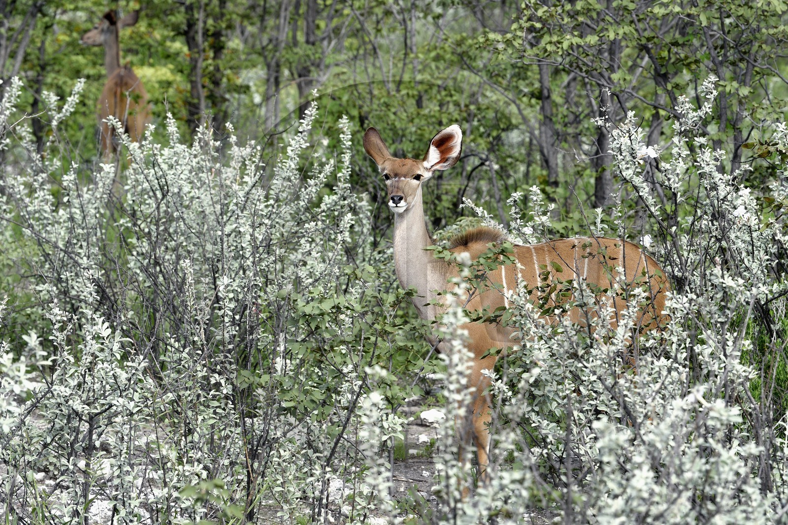 Namibia, Oshikoto region, Etosha National Park, greater kudu (Tragelaphus strepsiceros) female