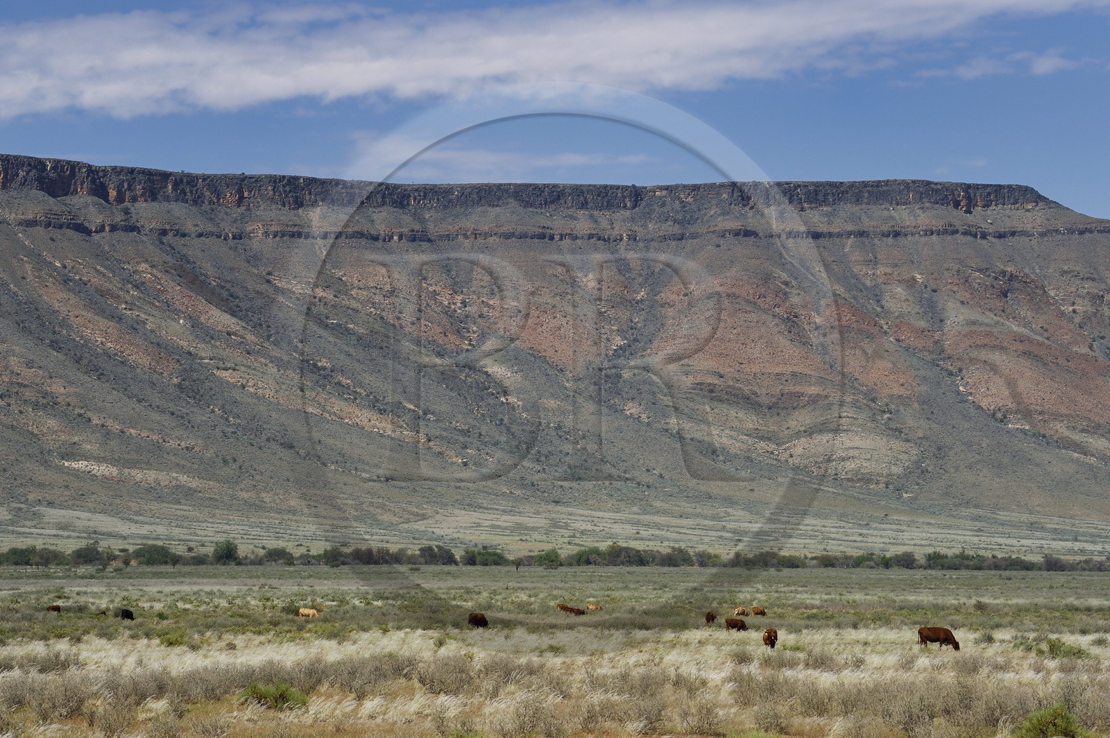 Namibie, région de Hardap, désert du Namib à l'Est du parc national Namib Naukluft dans le massif de Zaris, troupeau de vaches