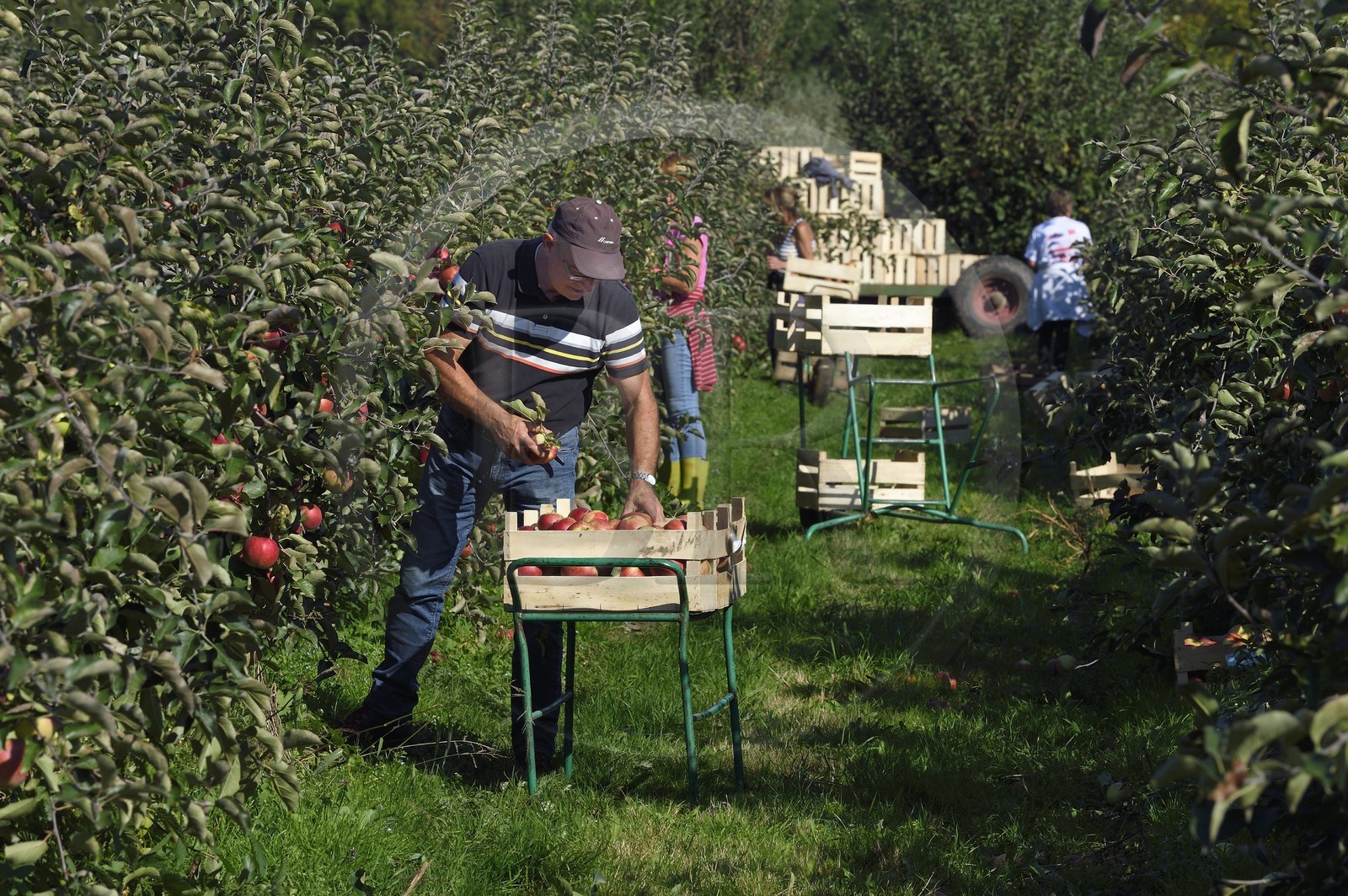 France, Seine-Maritime (76), Pays de Caux, Parc naturel régional des Boucles de la Seine normande, Jumièges, pommiers de la Route des fruits dans les vergers en bordure de Seine, récolte des pommes au lieu dit Le Conihaut