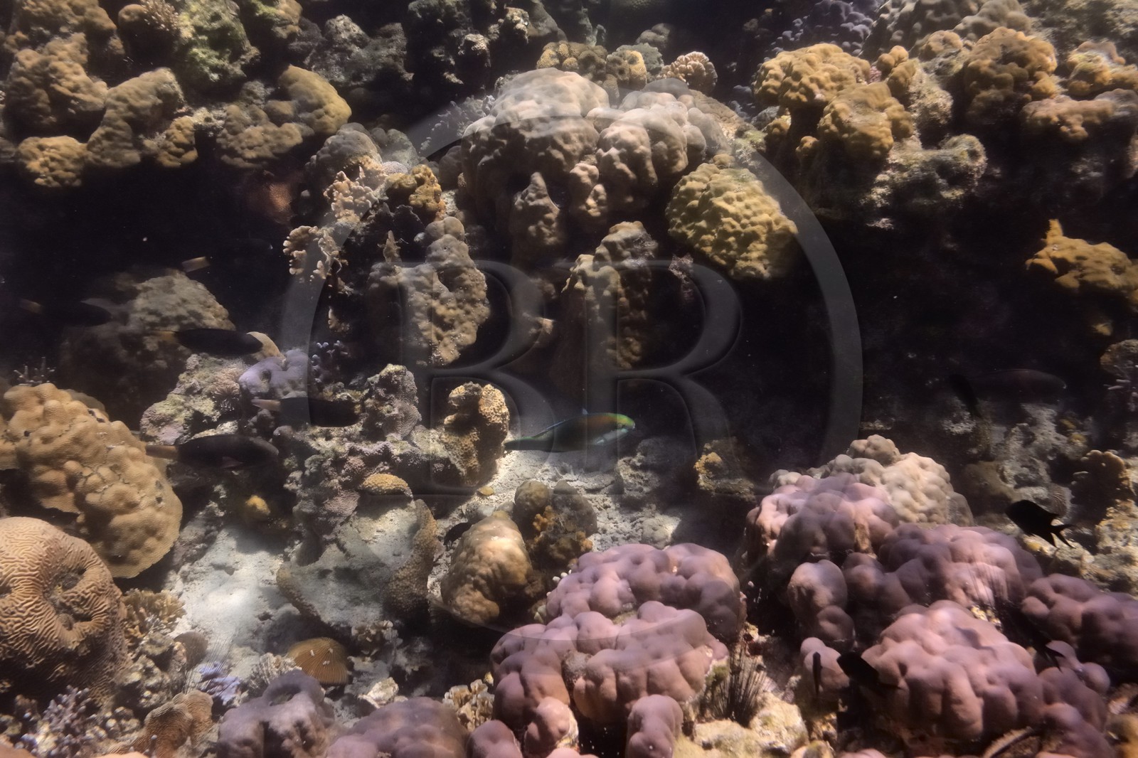 Philippines, Calamian Islands in northern Palawan, Coron Island Natural Biotic Area, Coral reef