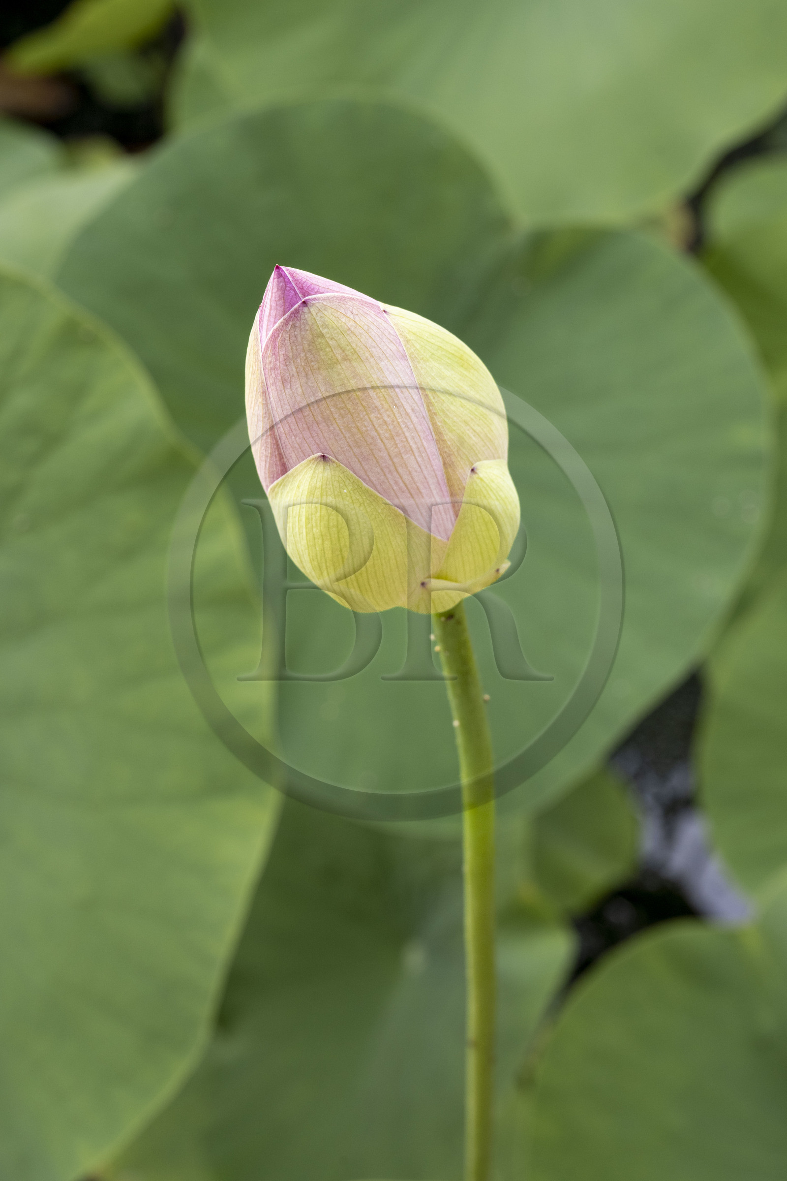 France, Alpes-Maritimes (06), Menton, jardin du Domaine des Colombieres, bouton de fleur de lotus