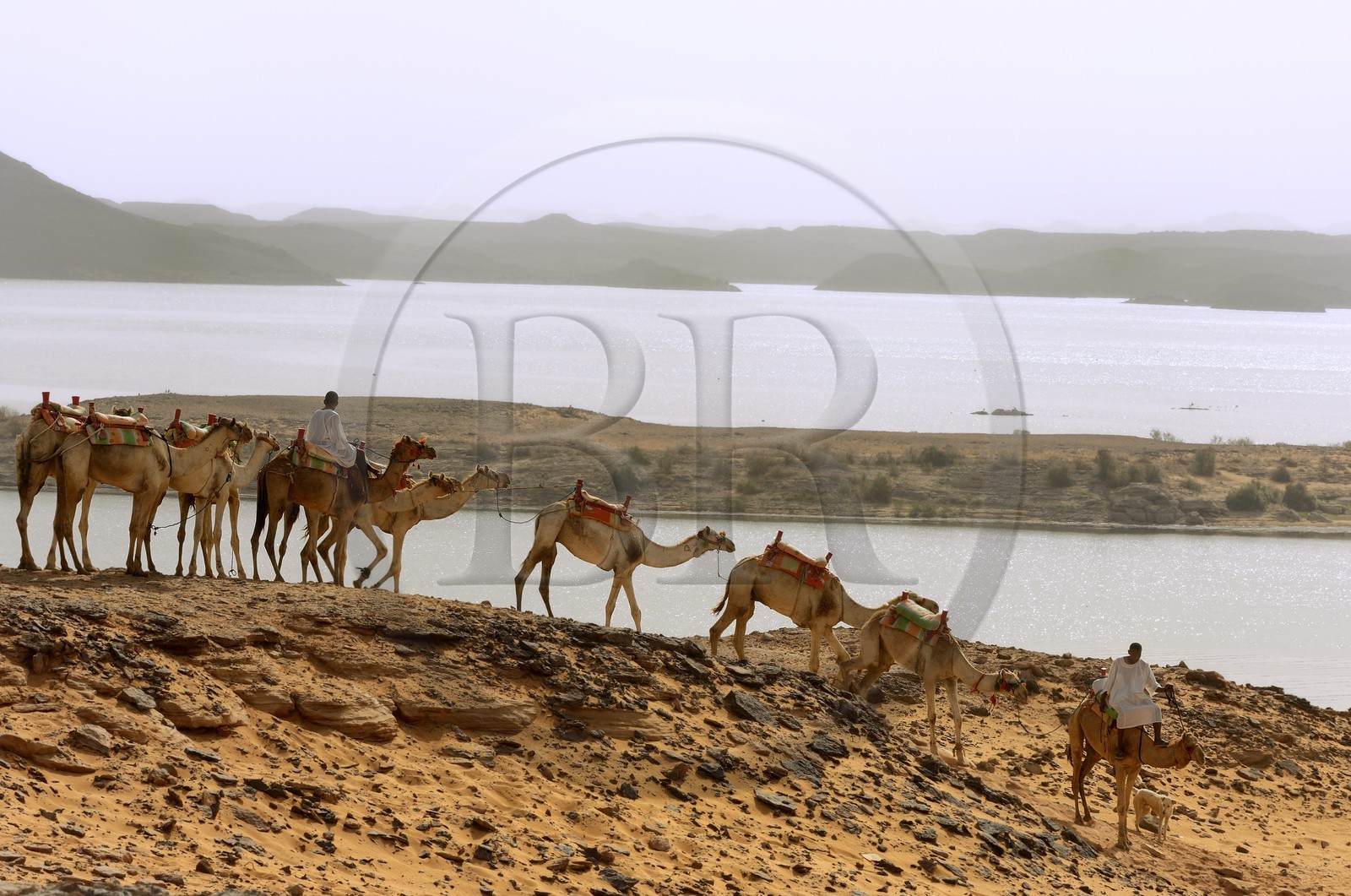 Egypte, Haute Egypte, Lac Nasser, désert de Nubie, site de Ouadi es-Seboua ou vallée des lions, caravane de dromadaires