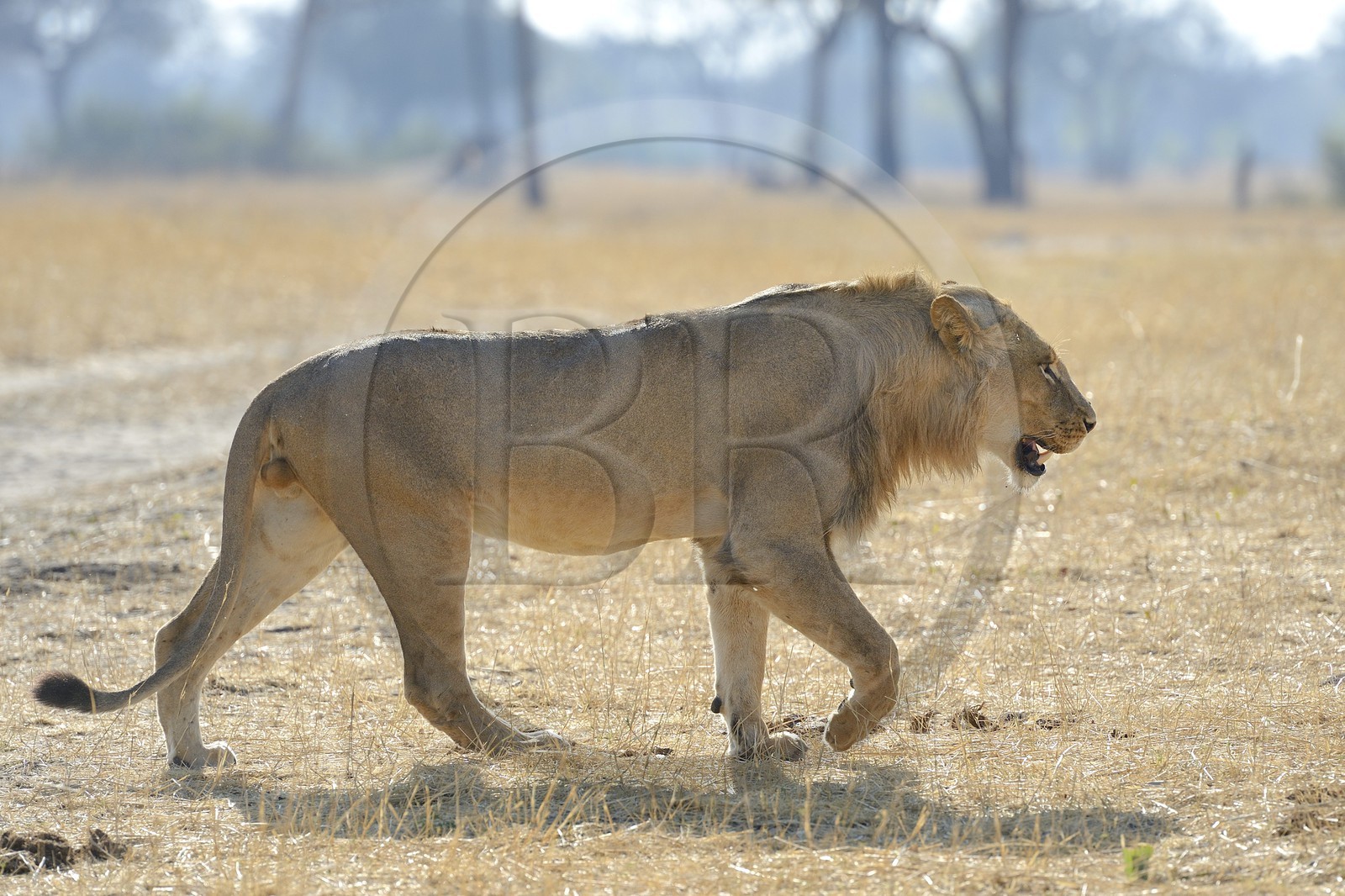 Zimbabwe, Matabeleland North Province, Hwange National Park, lion (Panthera leo)