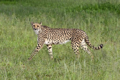 Namibia, Otjiwarongo, Cheetah Conservation Fund, research and education centre, cheetah (Acinonyx jubatus)