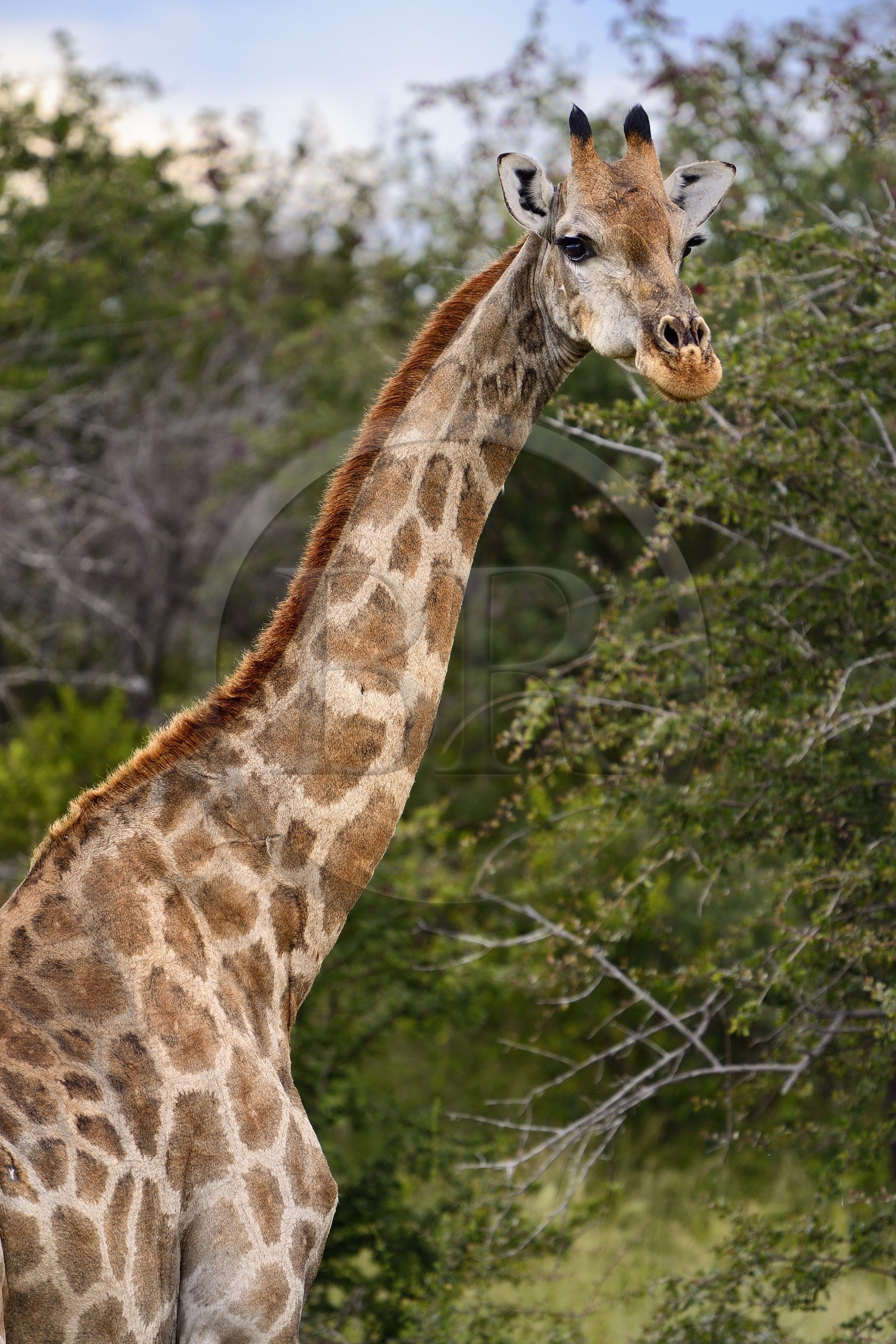Namibie, région de Oshikoto, Parc National d'Etosha, girafe (Giraffa camelopardalis)