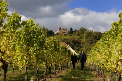 France, Bas-Rhin (67), château de Kintzheim et son vignoble
