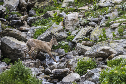 France, Alpes-Maritimes (06), parc national du Mercantour, Haute-Vésubie, Saint-Martin-Vésubie, Val du Haut Boréon, bouquetin des Alpes (Capra ibex) femelle appelée étagne vers le lac de Trécolpas